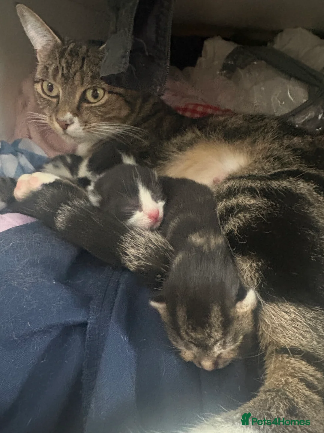 Mixed Breed cats for sale: 3 beautiful fur babies for sale  in Birmingham - Advert 14