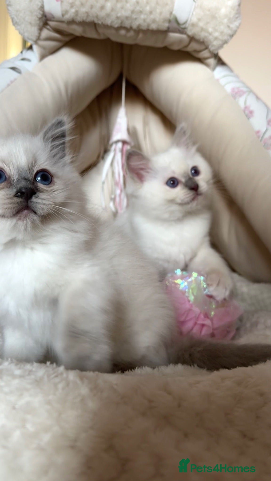 Ragdoll cats ready now GCCF ragdoll kittens  - Advert 1