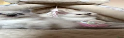 Ragdoll cats for sale: GCCF / European bloodline ragdoll kittens  - Advert 13