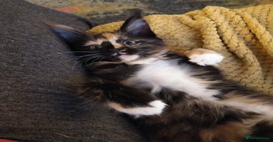 Maine Coon cats - Advert 4