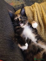 Maine Coon cats - Advert 8