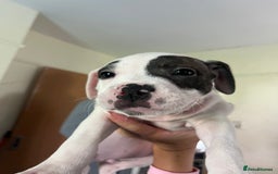 Mixed Breed dogs for sale: American bull dogs cross staffy - Image 12