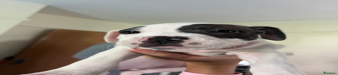 Mixed Breed Puppy 4