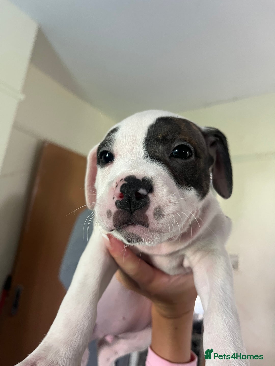 Mixed Breed dogs for sale: American bull dogs cross staffy - Image 12