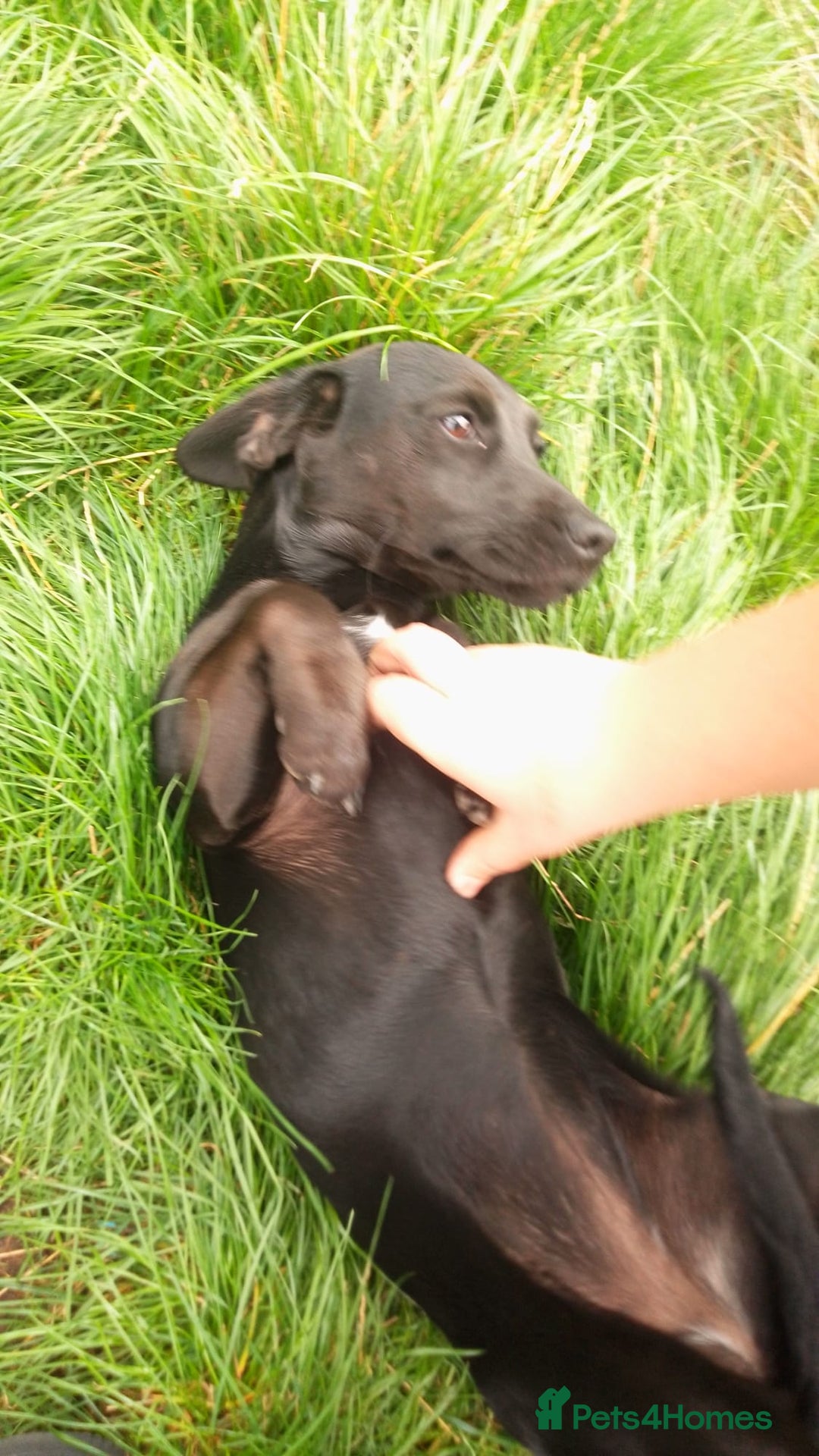 Patterjack dogs for sale: Puppy  - Image 6