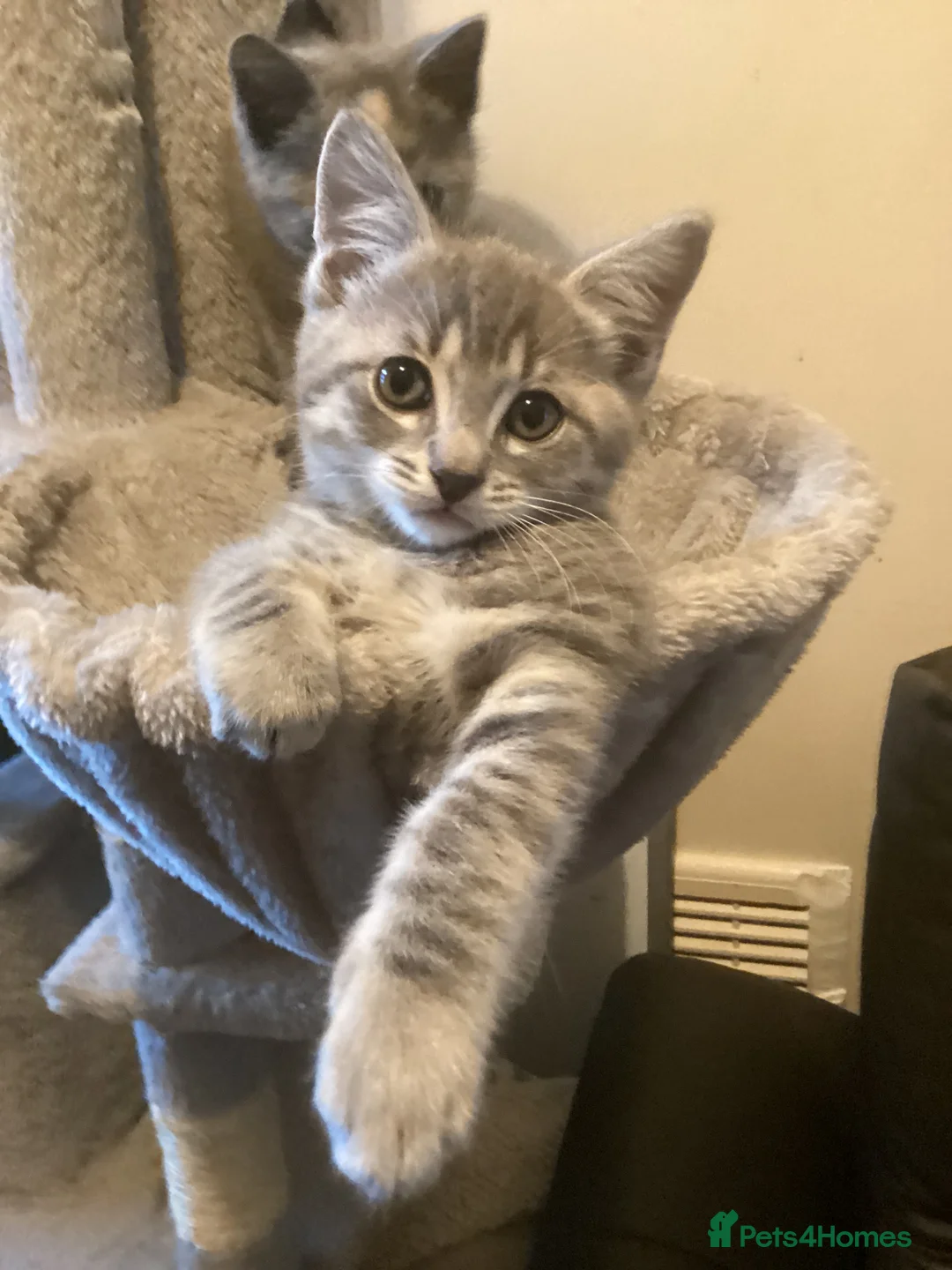Mixed Breed cats for sale: Ragdoll x British shorthair  - Advert 24