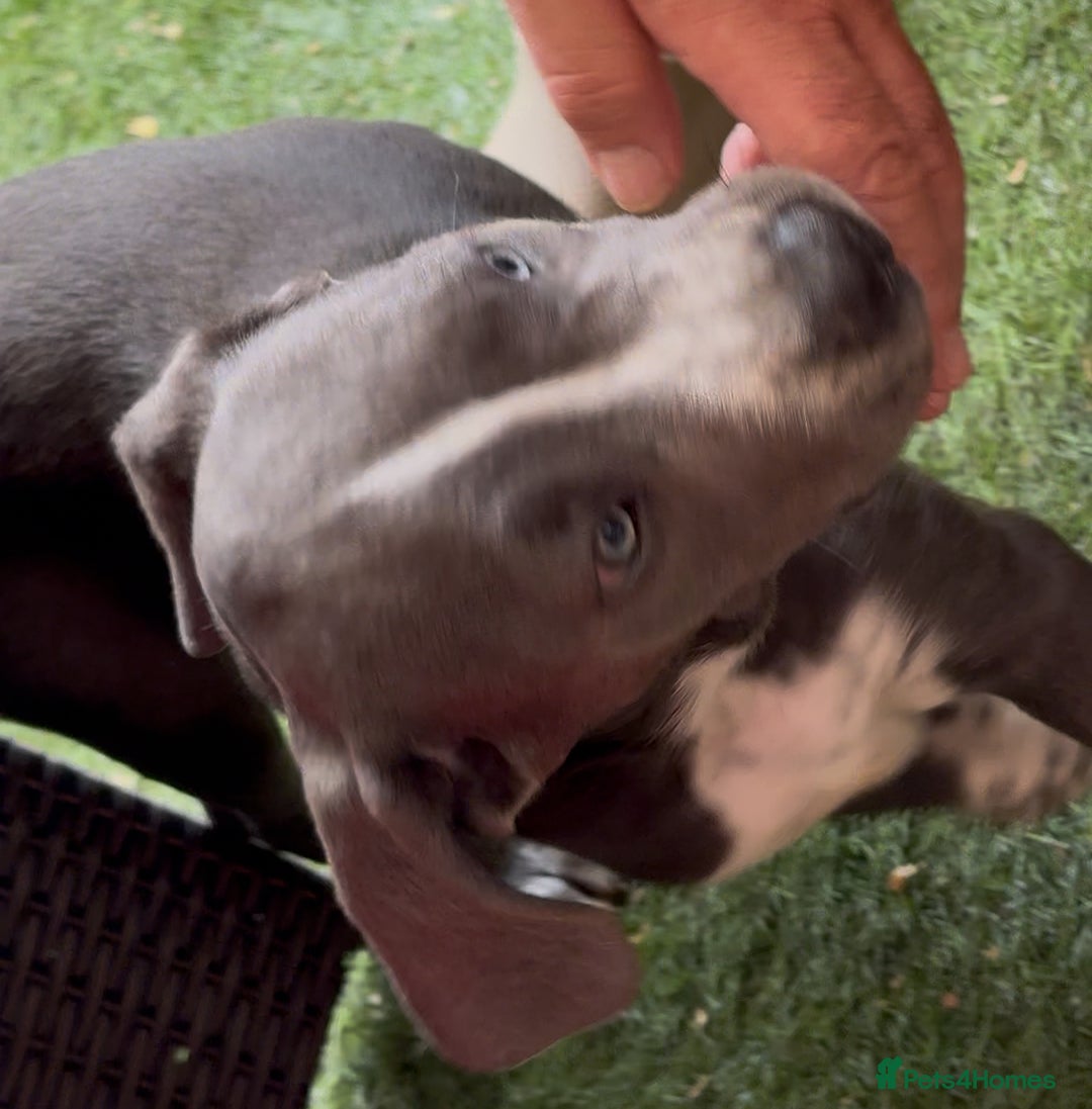 Cane Corso dogs for sale: READY NOW: QUALITY PEDIGREE CANE CORSO PUPPIES - Image 9
