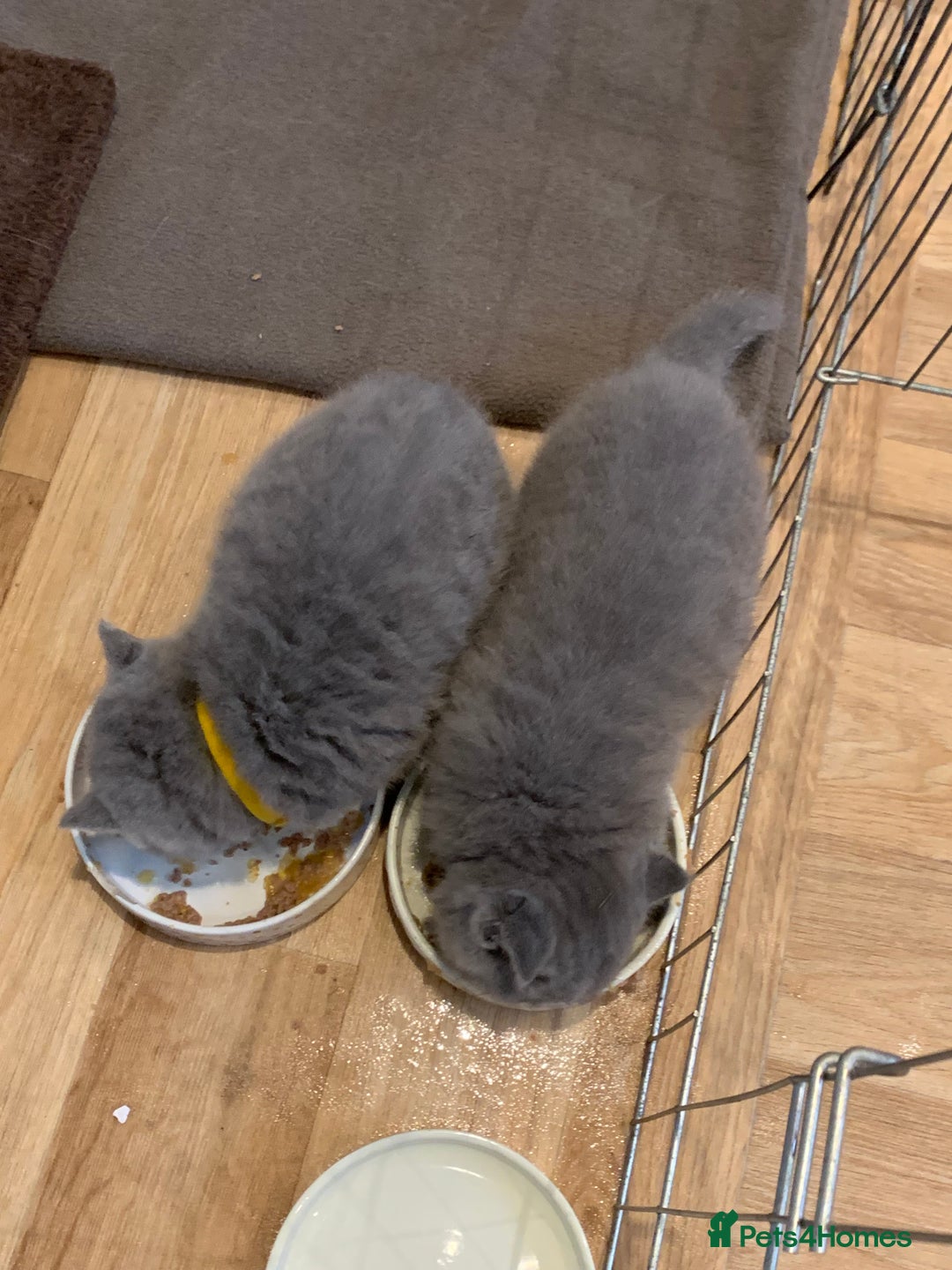 British Shorthair cats for sale: GCCF Pedigree Pure Blue British Shorthair - Advert 5