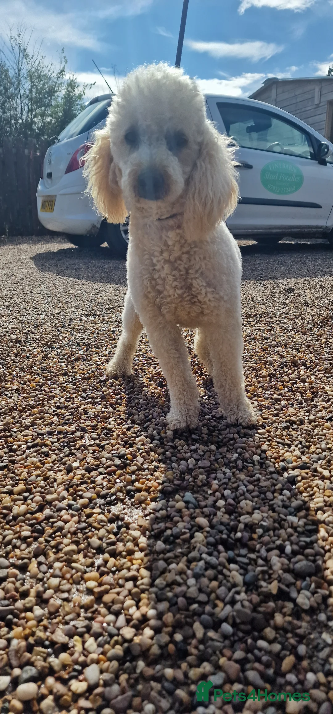 Miniature Poodle dogs for stud: Health Tested Quality Miniature Poodle Stud in Warwick - Advert 2