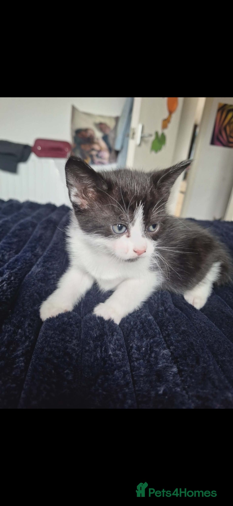 Mixed Breed cats Kittens  - Advert 16