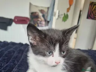 Mixed Breed cats Kittens - Advert 16