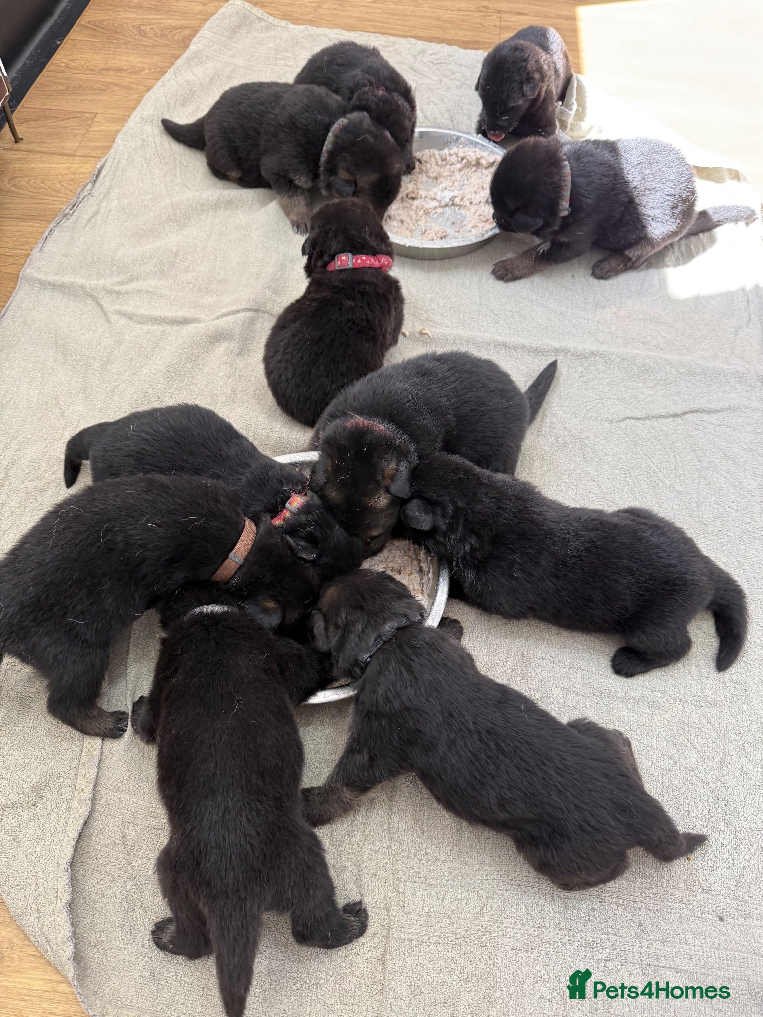 German Shepherd dogs Kcreg GSD pups solid black and black and tan  - Advert 1