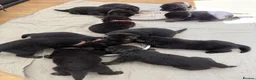 German Shepherd dogs for sale: Kcreg GSD pups solid black and black and tan  - Advert 1