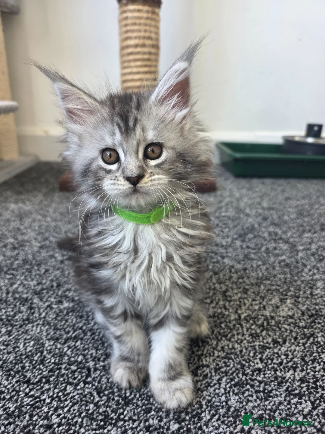 Maine Coon cats for sale: Maine coon pedigree kittens  - Advert 2