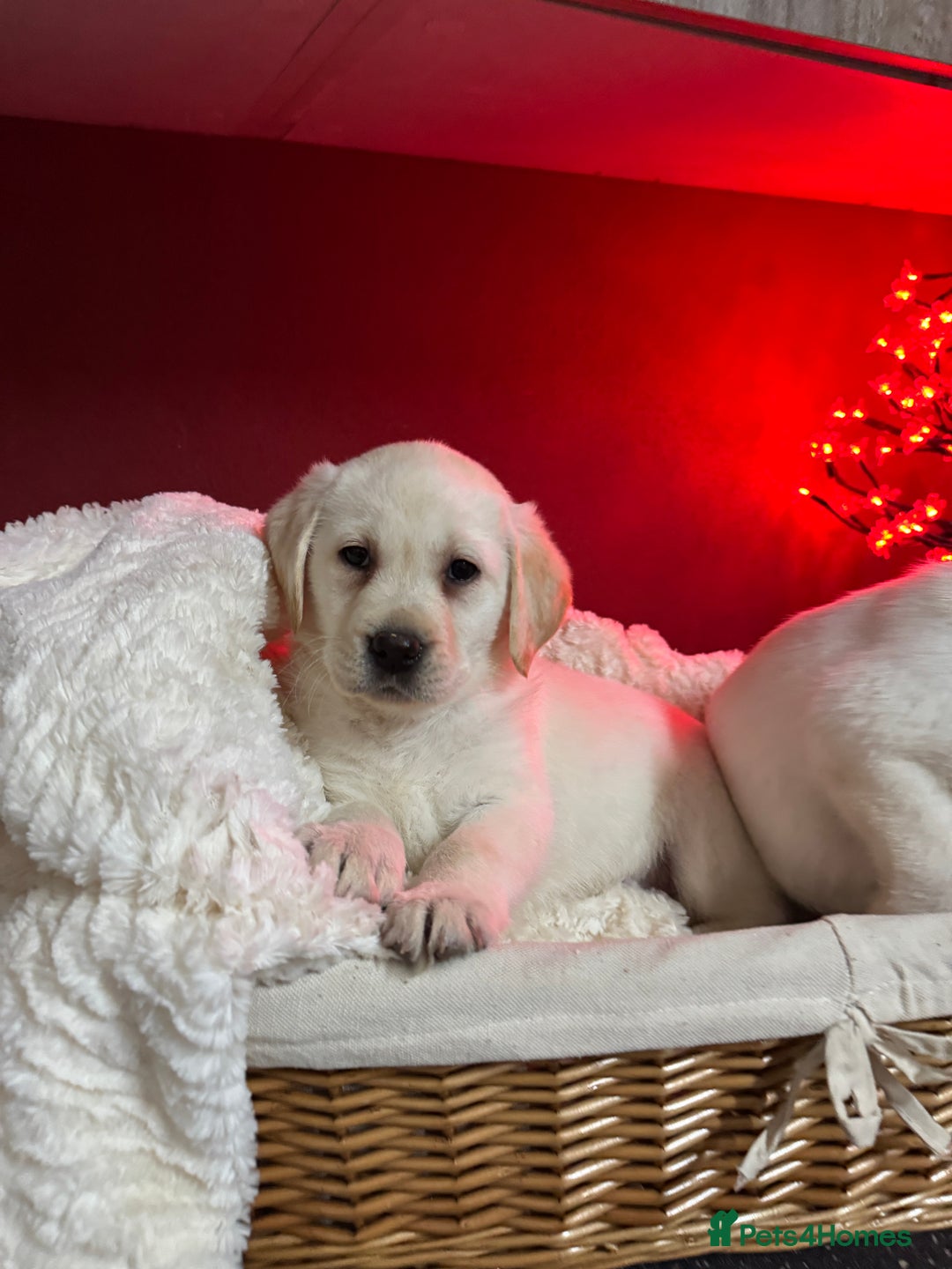 Labrador Retriever dogs for sale: KC, Champion Pedigree ,Extensively Health Tested - Image 12