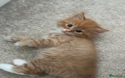 Ragdoll cats for sale: Ragdoll mix kittens (Only 1 Boy Left) - Image 15