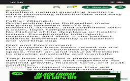 Rottweiler dogs for sale: Stunning chunky big boned Rottweiler puppies - Advert 13