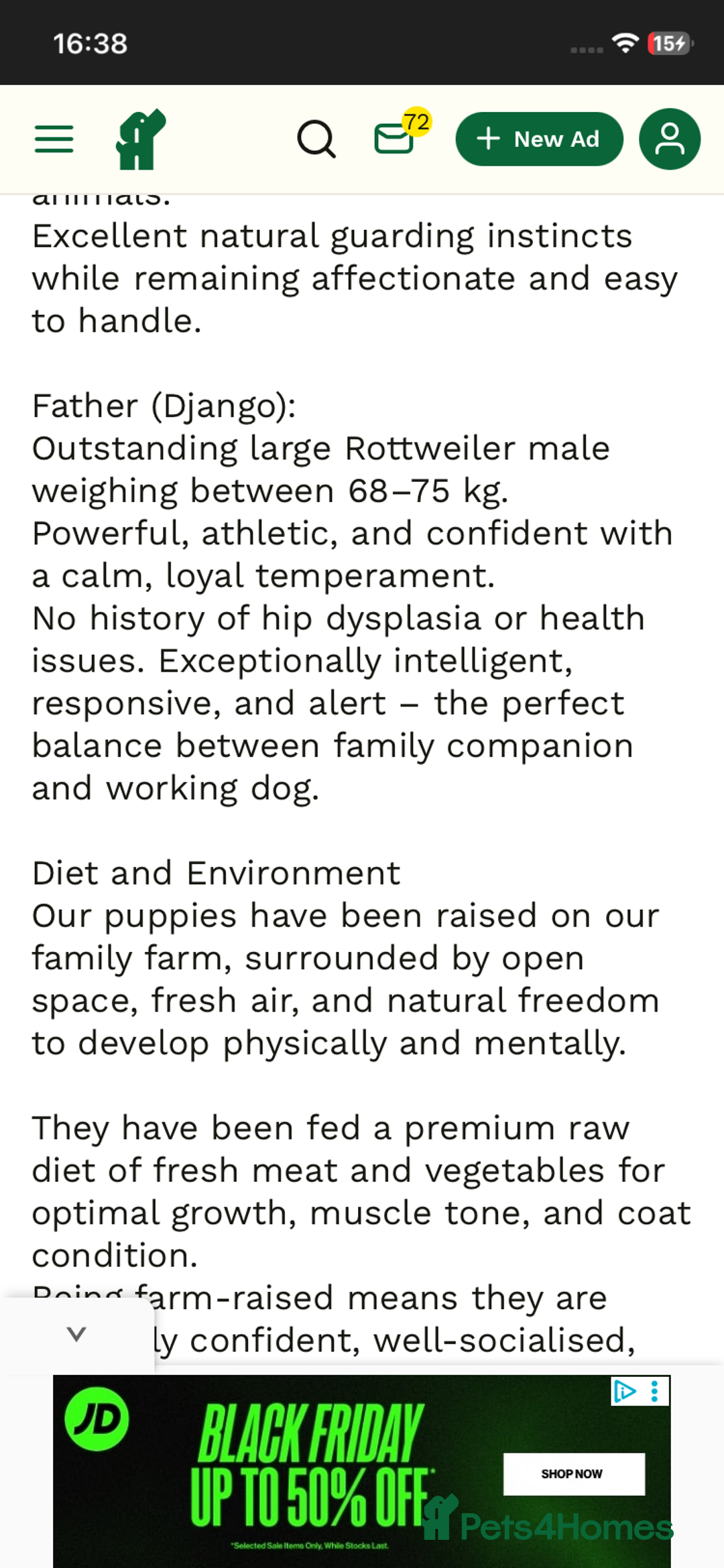 Rottweiler dogs for sale: Stunning chunky big boned Rottweiler puppies - Advert 13