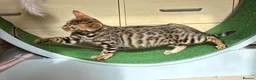 Bengal cats for sale: Male Bengal Kittens for sale - Advert 4