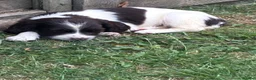 English Springer Spaniel dogs for sale: Springer spaniel pups in Abergavenny - Advert 8