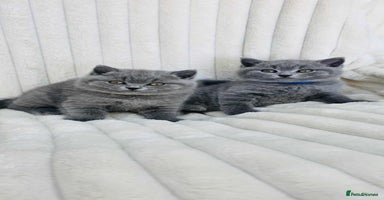 British Shorthair cats - Advert 16
