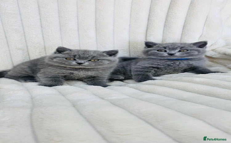 British Shorthair cats - Advert 3