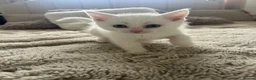 Turkish Van cats for sale: Beautiful kittens for sale in Basingstoke - Advert 11