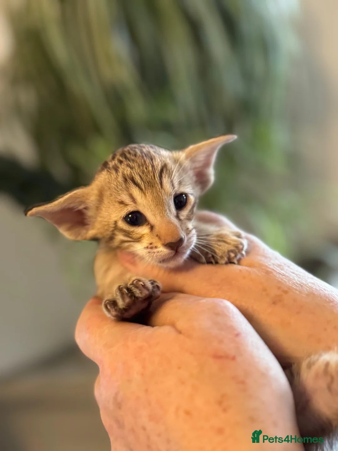 Siamese cats for sale: Stunning Oriental and Siamese kittens - Advert 14