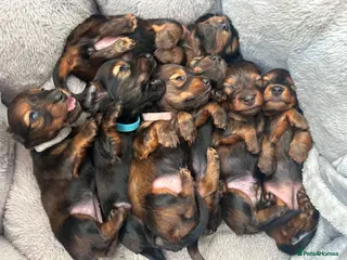 Miniature Dachshund dogs Beautiful Shaded Red Dachshund Puppies for Sale 🐶 - Advert 11