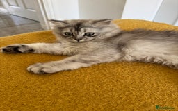 Scottish Fold cats for sale: Adorable Pure Scottish Fold Chinchilla Kittens in South Ockendon - Image 28
