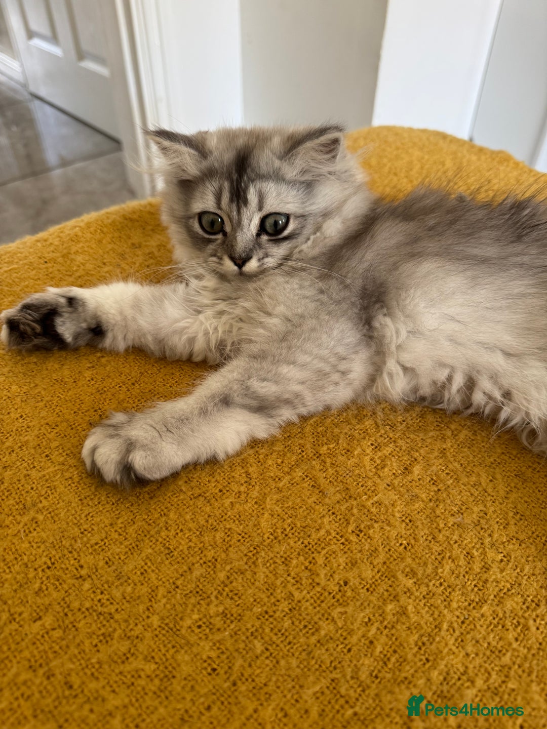 Scottish Fold cats for sale: Adorable Pure Scottish Fold Chinchilla Kittens in South Ockendon - Image 28