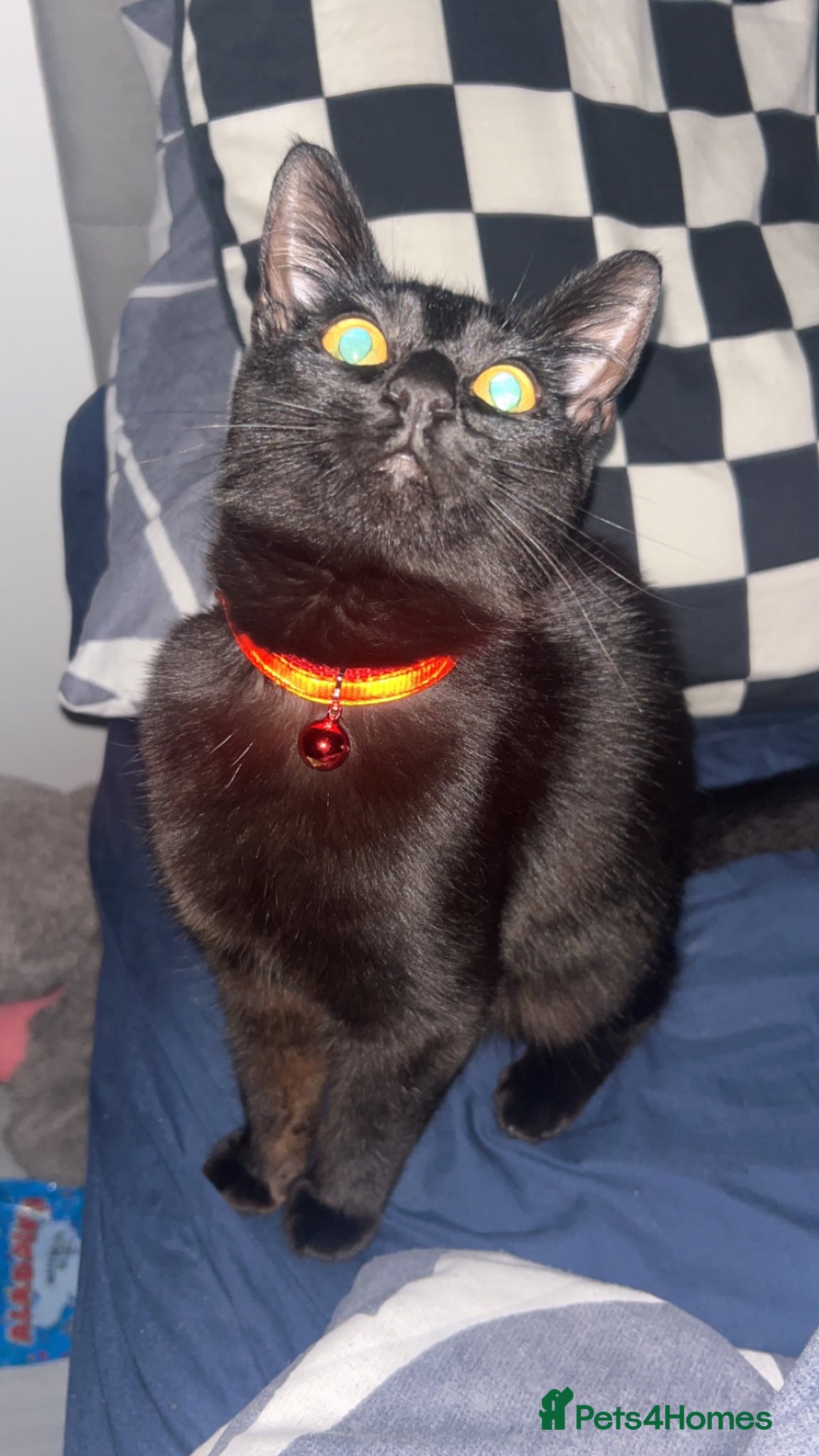 British Shorthair cats Gorgeous girl  - Advert 1