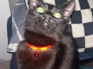 British Shorthair cats Gorgeous girl - Advert 3