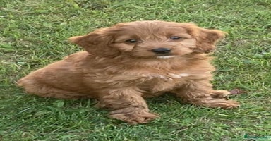 Cockapoo dogs - Advert 4