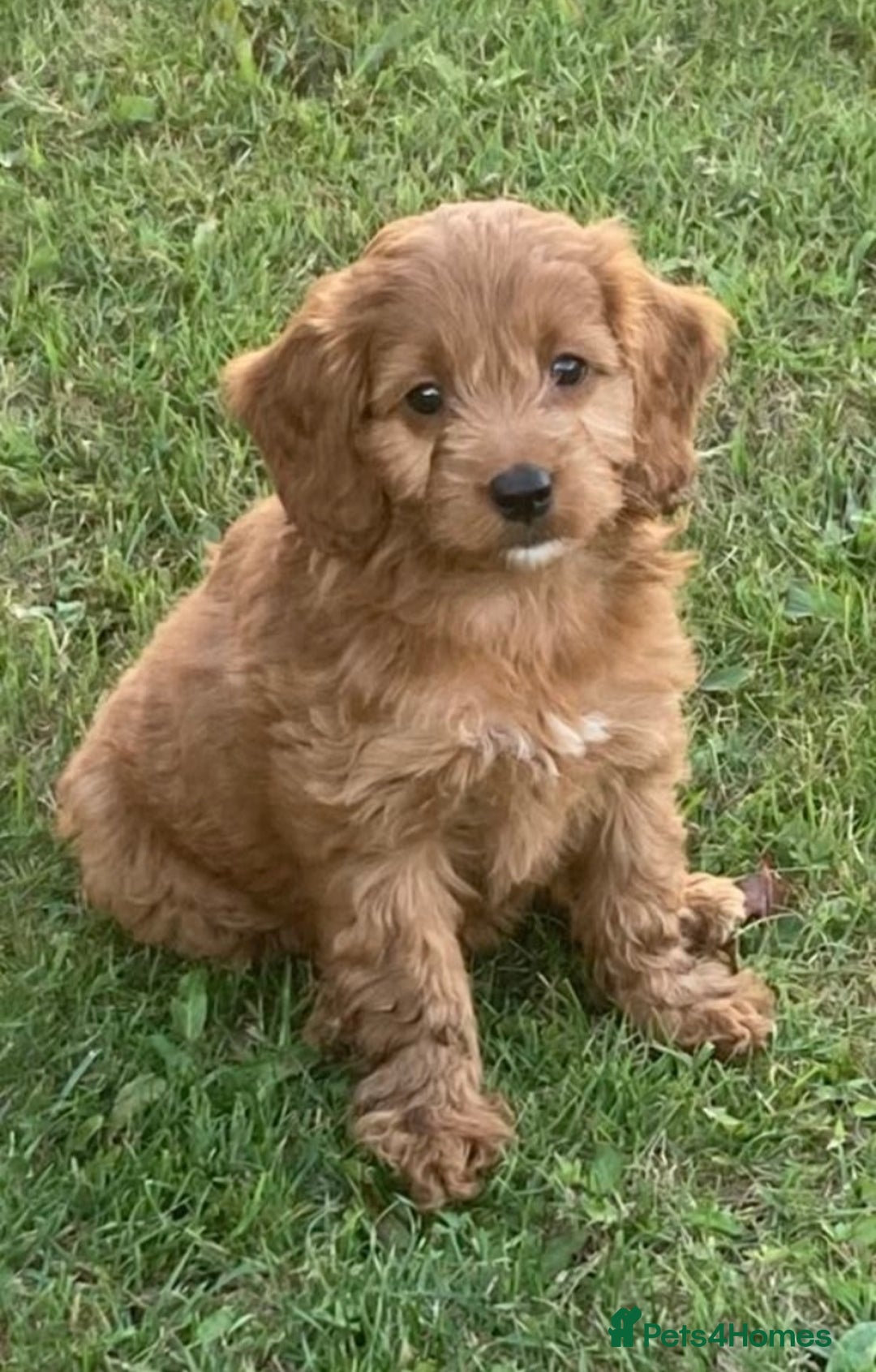 Cockapoo dogs for sale: Cockapoo puppies  - Image 3