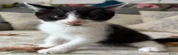 Mixed Breed cats for sale: 4 adorable kittens  - Advert 9