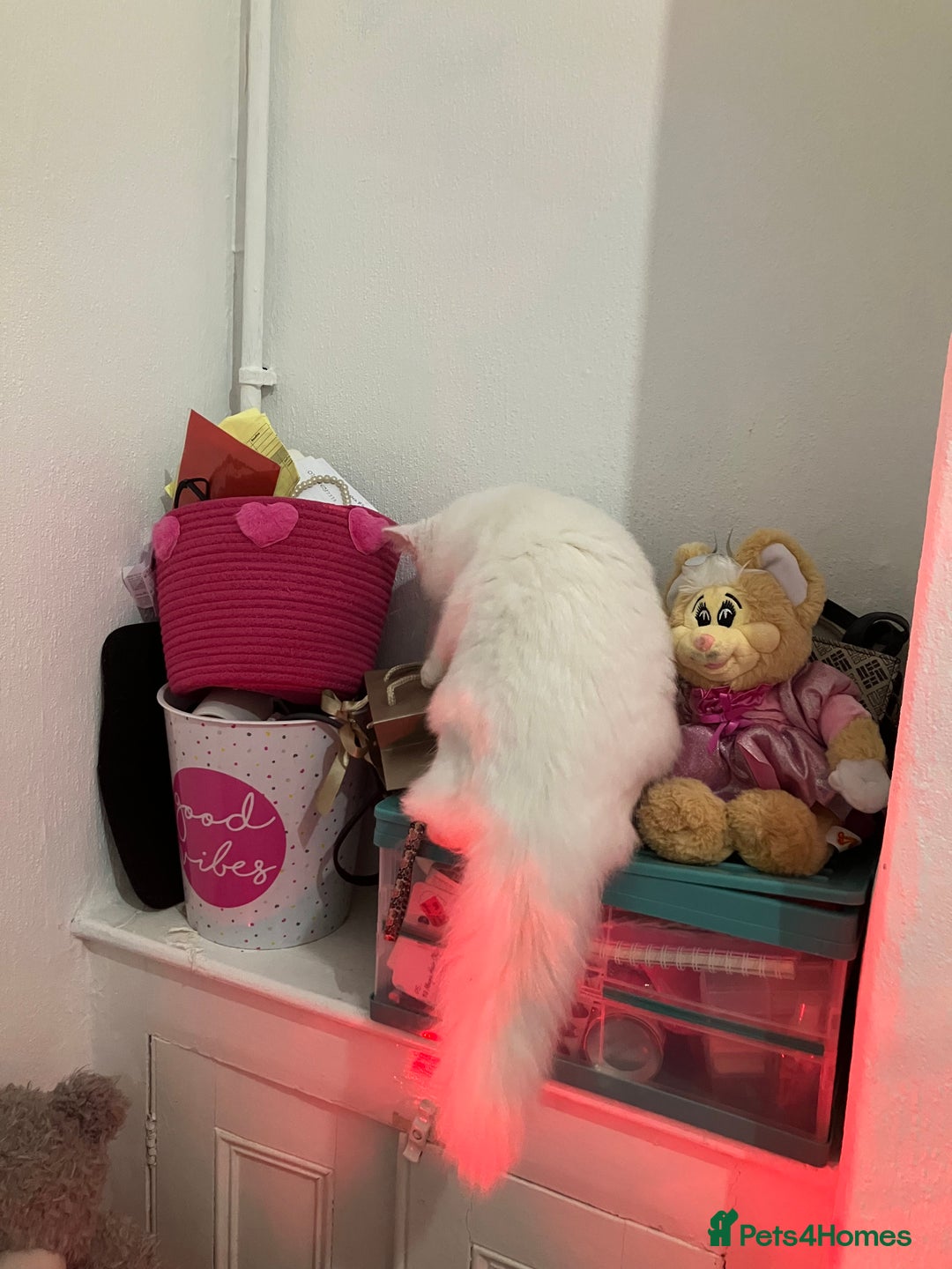 Turkish Angora cats for sale: Male kitten  - Advert 3