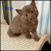 British Shorthair cats - Advert 13