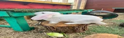 Continental Giant rabbits for sale: Giant conti with giant french lop - Advert 28