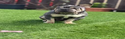 Mixed Breed dogs for sale: Velvet French bulldog boy for sale  - Advert 4