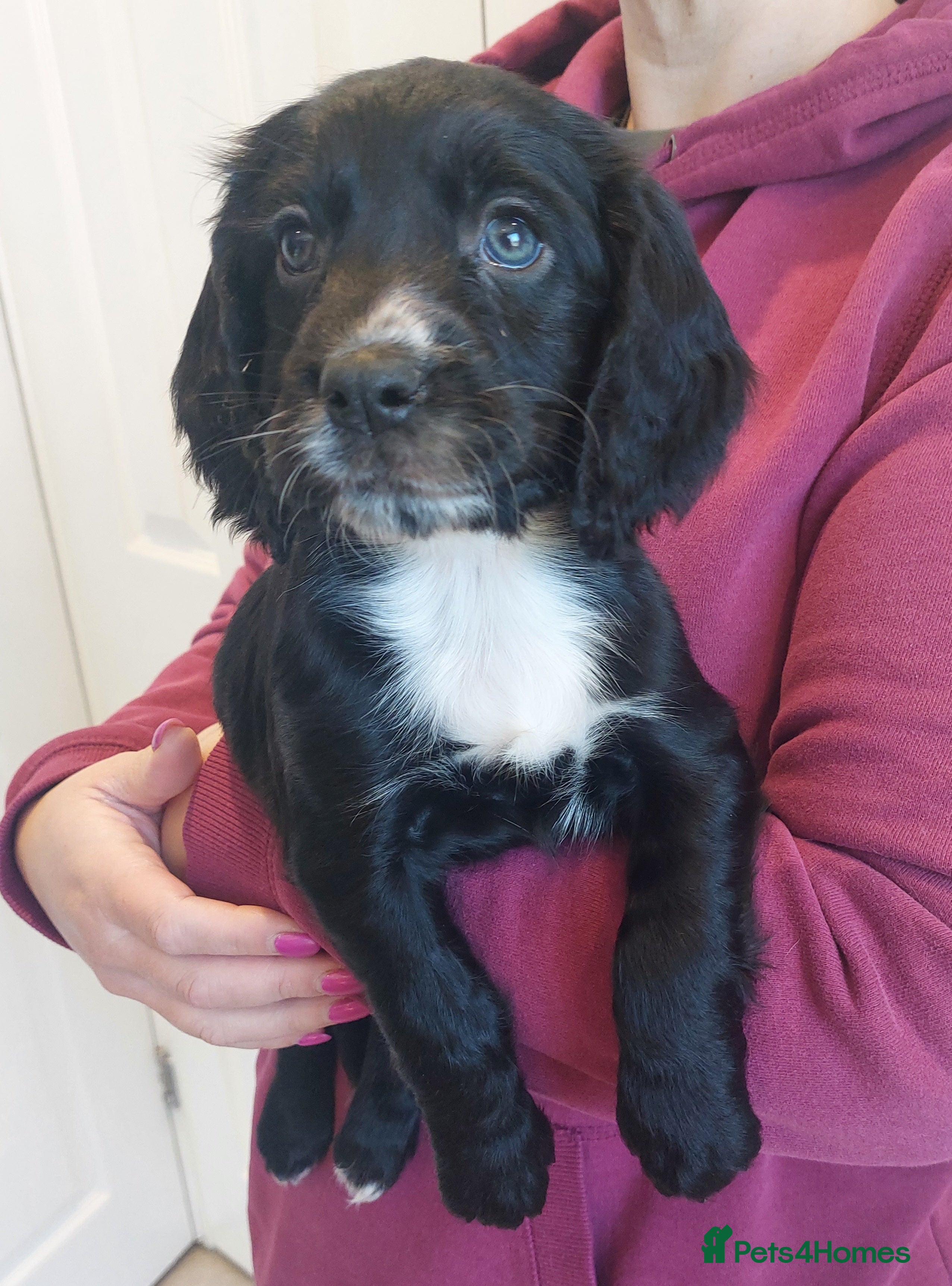 Cocker Spaniel dogs Black male cocker pup, ready to leave - Advert 15