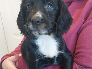 Cocker Spaniel dogs Black male cocker pup, ready to leave - Advert 15