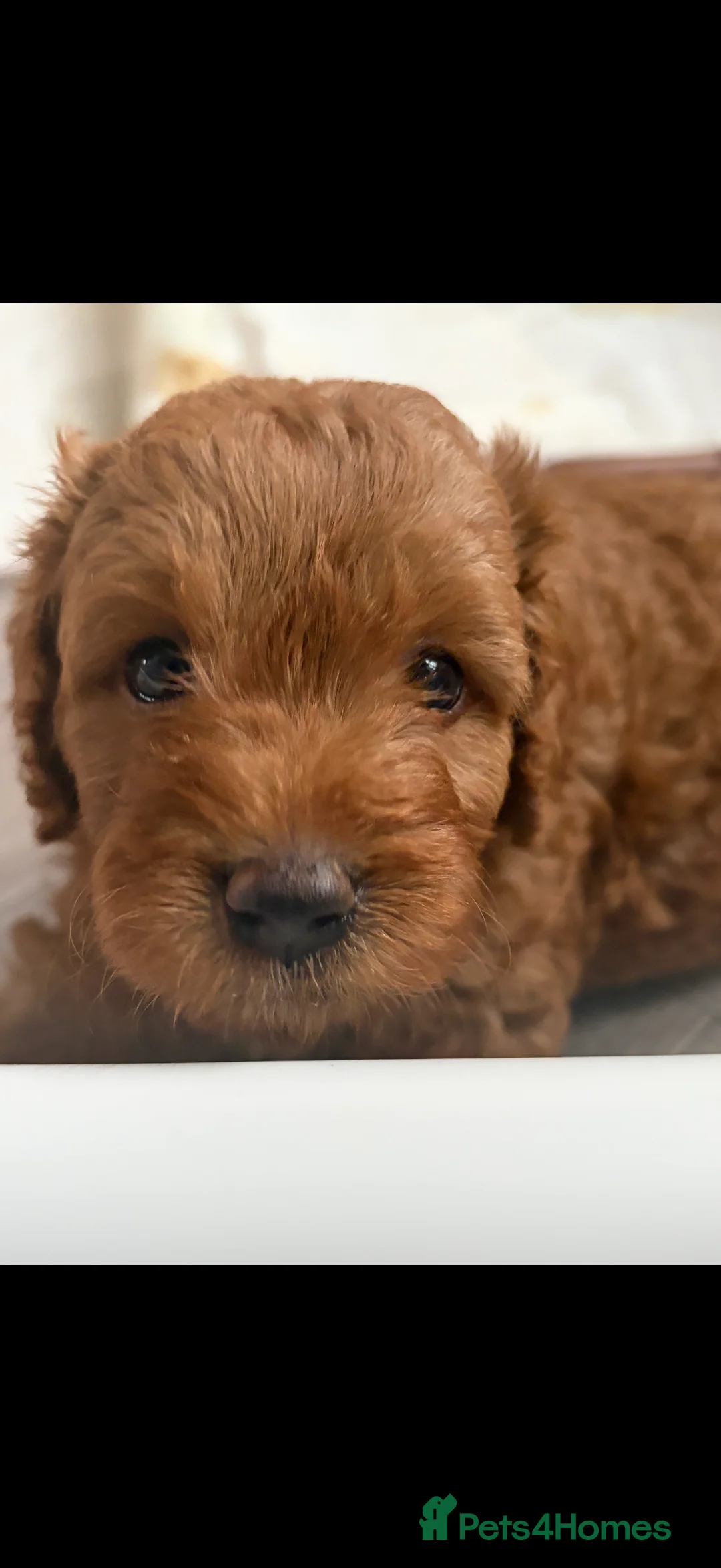 Cavapoo dogs for sale: Beautiful Litter of F1b Cavapoo puppies  - Advert 2