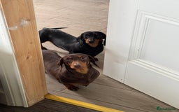 Miniature Dachshund dogs for sale: KC Reg Miniature Dachshunds.  - Image 2