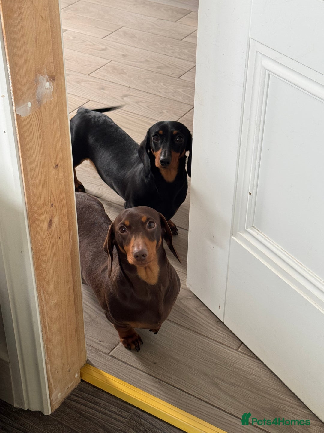 Miniature Dachshund dogs for sale: KC Reg Miniature Dachshunds.  - Image 2