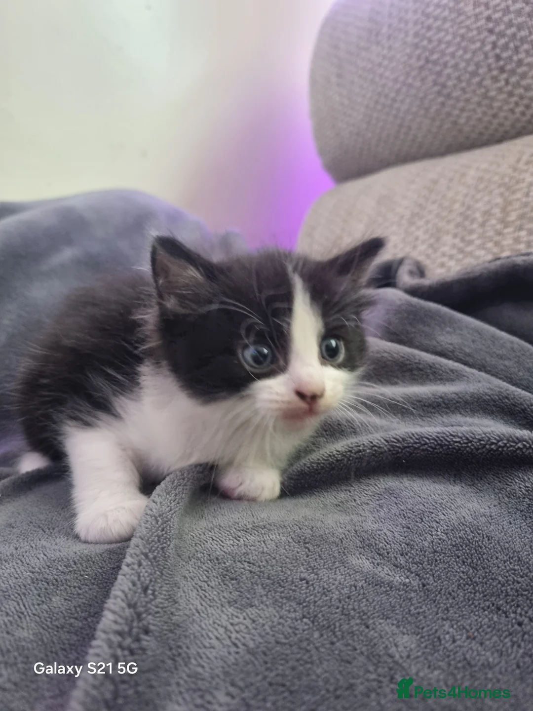 Mixed Breed cats for sale: long-haired kittens looking for a loving home - Advert 23