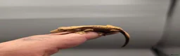 Gecko reptiles for sale: Red harlequin crested gecko  - Advert 5