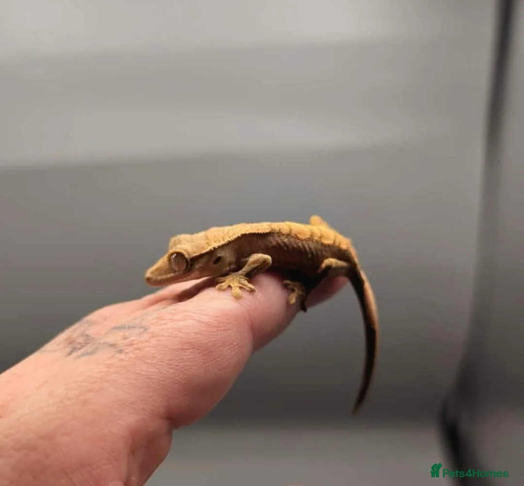 Gecko reptiles for sale: Red harlequin crested gecko  - Advert 5