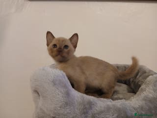 Burmese cats Chocolate Burmese Boy. GCCF Registered - Advert 2