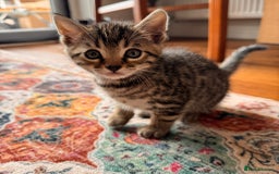 Bengal cats for sale:  Bengal kittens - Image 8